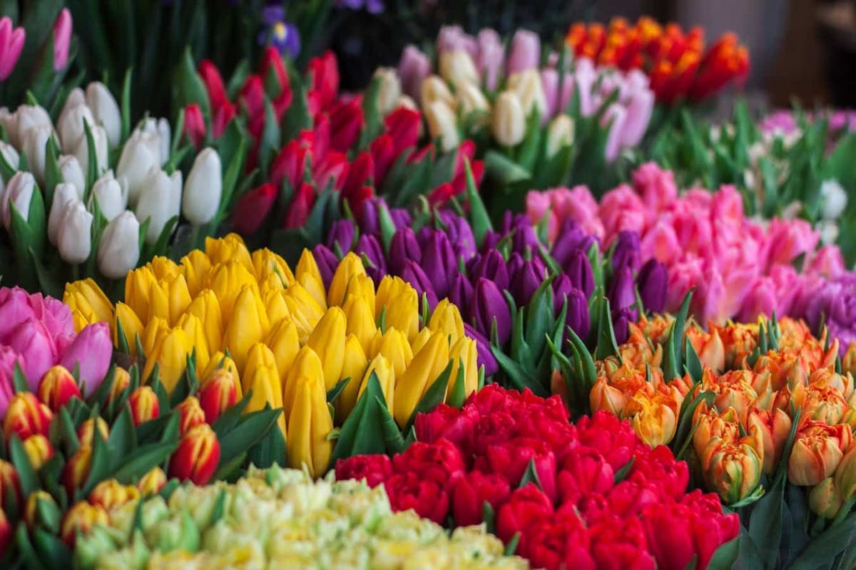 ConheÃ§a 40 tipos de flores e escolha opÃ§Ãµes para decorar sua casa