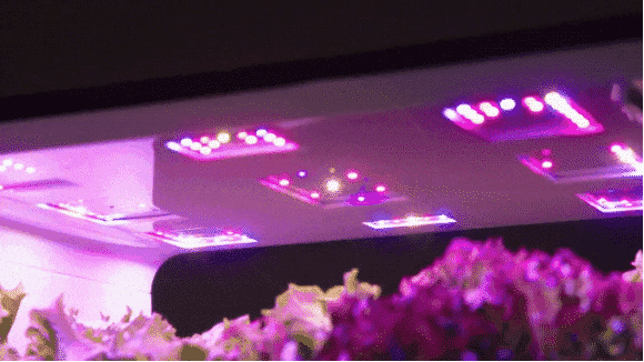 Iluminação LED refletindo a cor rosa.