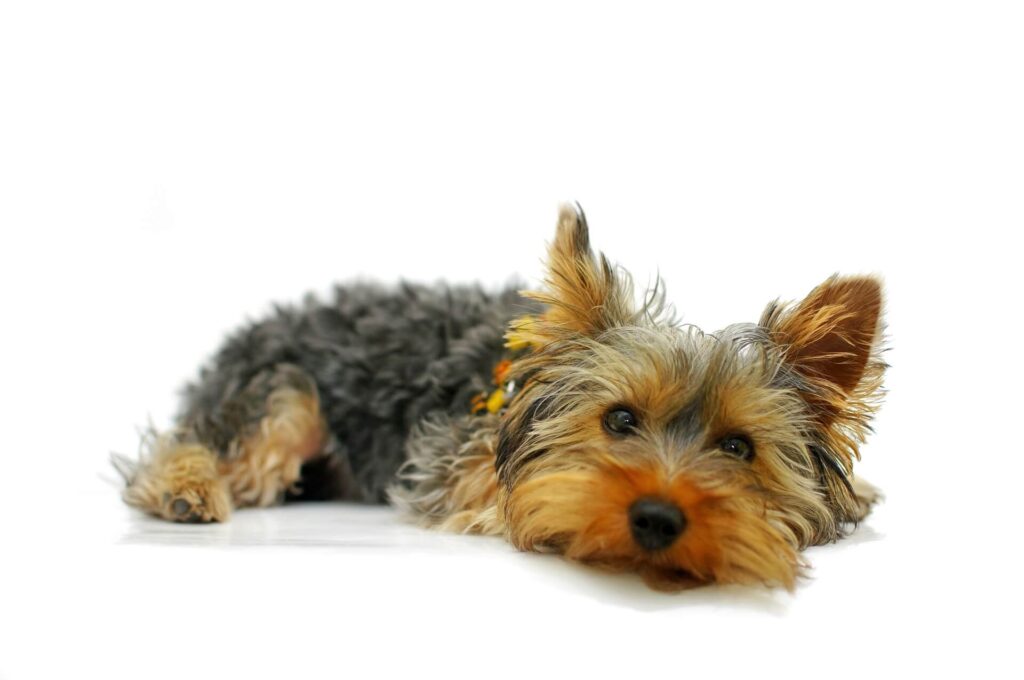Cachorro de porte pequeno, da raça Yorkshire Terrier.