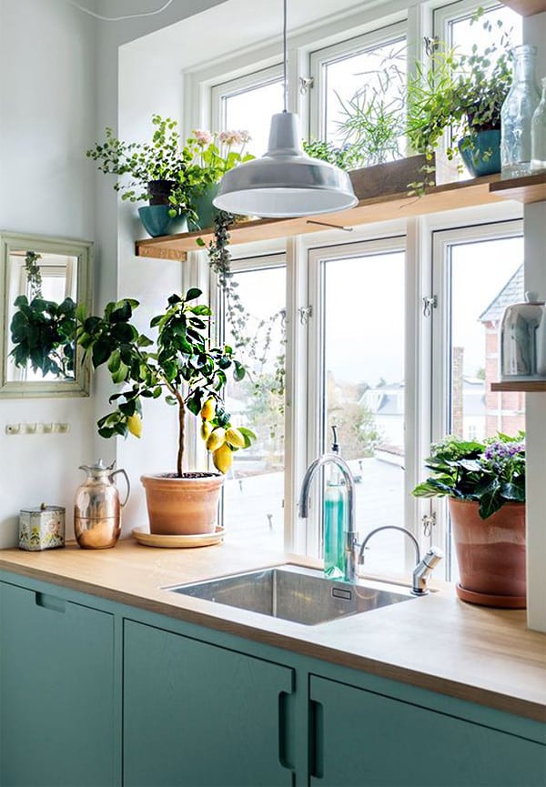 Cozinha com plantas em prateleiras e vasos.