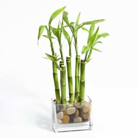 Bambu na água com pedriscos 