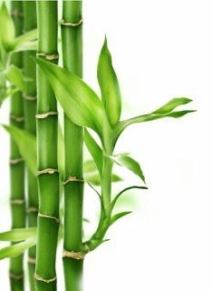 As folhas do bambu da sorte, além da saúde da planta, também pode representar um significado espiritual de acordo com a intenção atribuida.