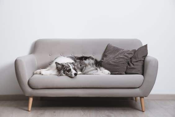 Cachorro deitado no sofá, um ato que pode deixar pelos no seu mobiliário.