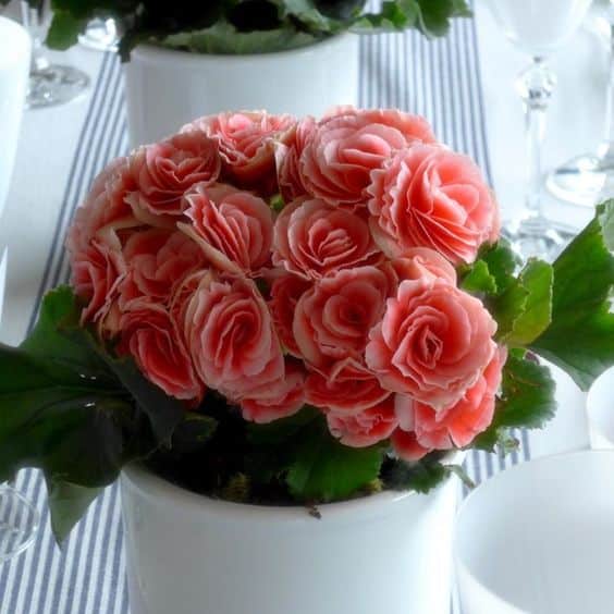 Vaso de mesa com Begônias na cor rosa.