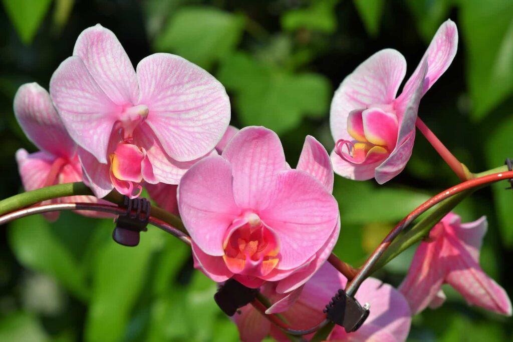 Orquídea - flores tipos.