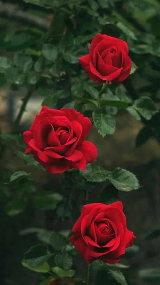 Tipos de flores - Rosa.