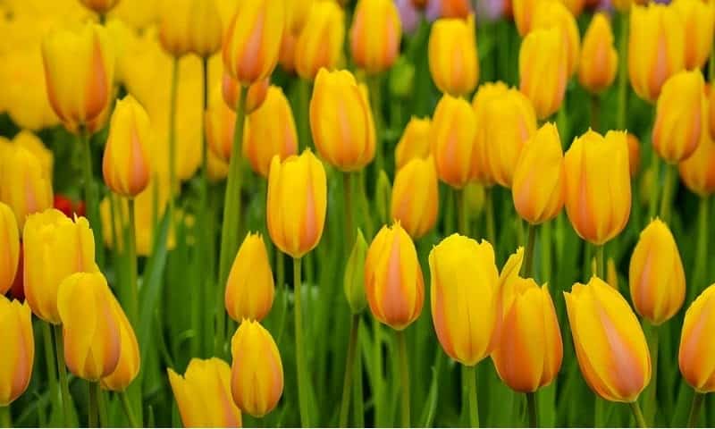 Tulipa - flores tipos