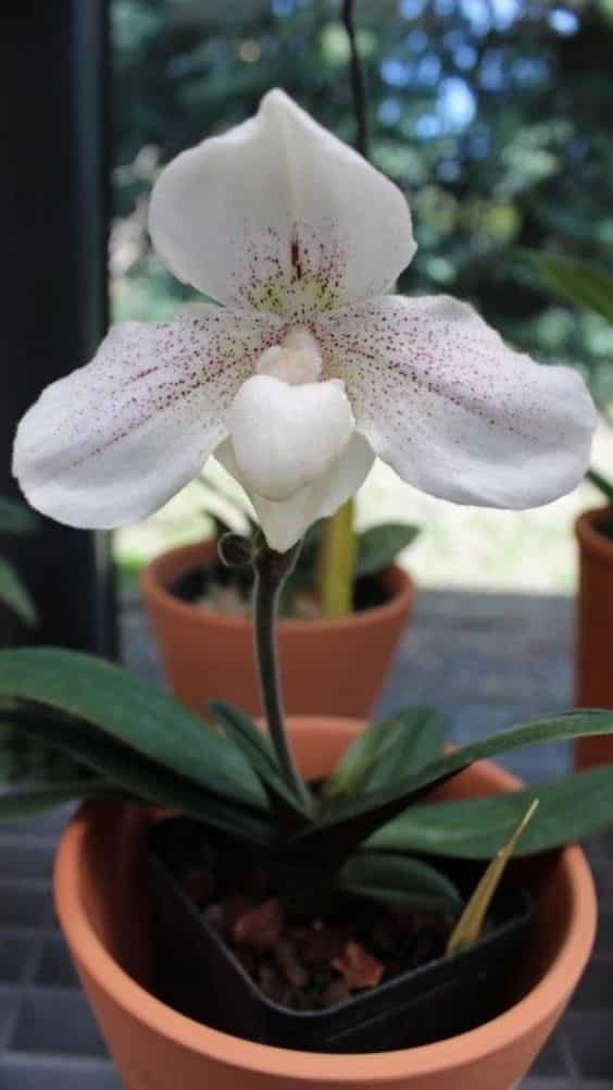 Orquídea branca dentro de um cachepô em tons terrosos