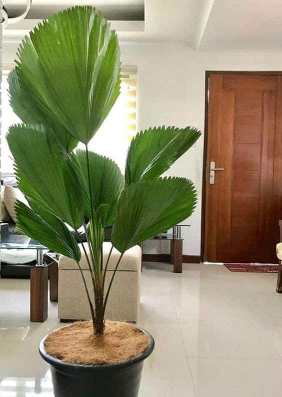 Palmeira-leque, uma opção interessante dentre as plantas grandes para dentro de casa