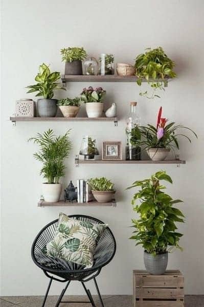 Prateleiras com plantas como decoração. 