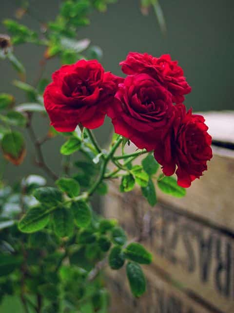 Pé de rosas vermelhas com 4 flores abertas.