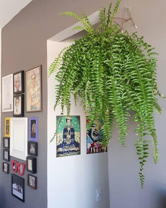 Planta pendente samambaia, uma das mais conhecidas opções de plantas grandes para dentro de casa.
