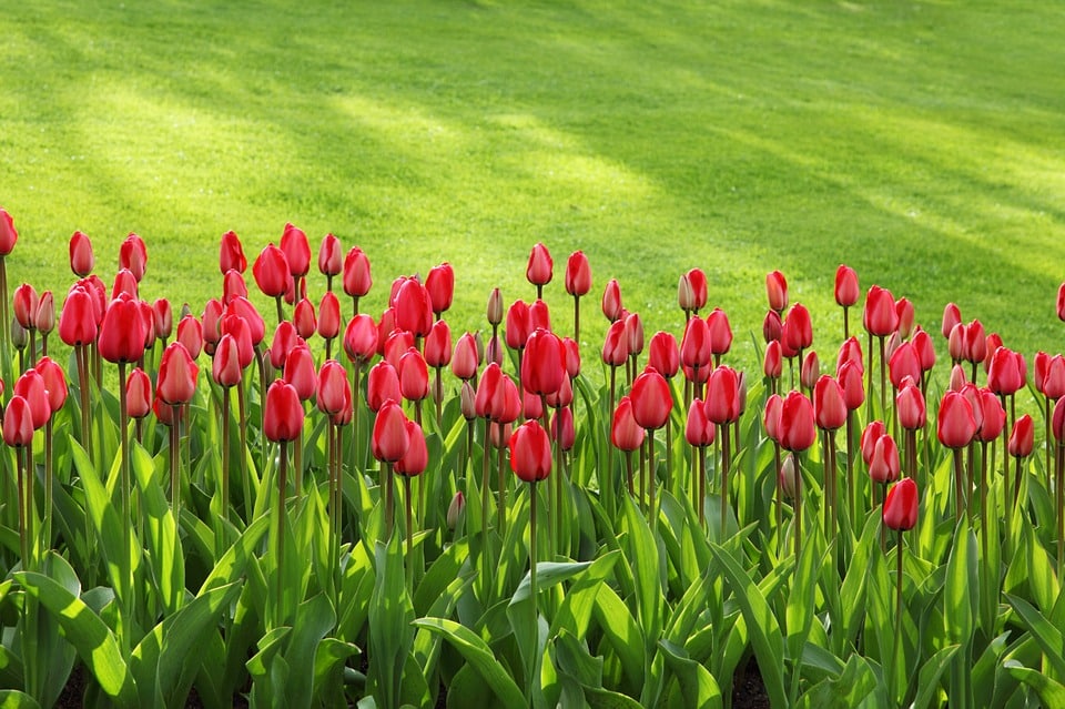 Campo gramado com tulipas vermehas.