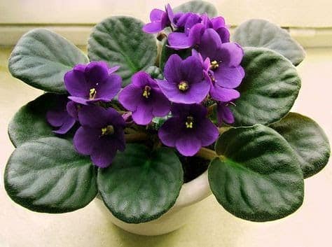 Violeta, uma ótima opção dentre as plantas que podem ficar dentro de casas.