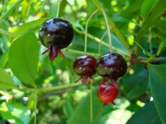 A grumixama é um fruta pouco conhecida mas que possui diversas vitaminas. 