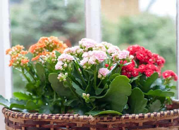 Vasos com plantas nas cores, rosa, vermelho e laranja um cesto rústico.