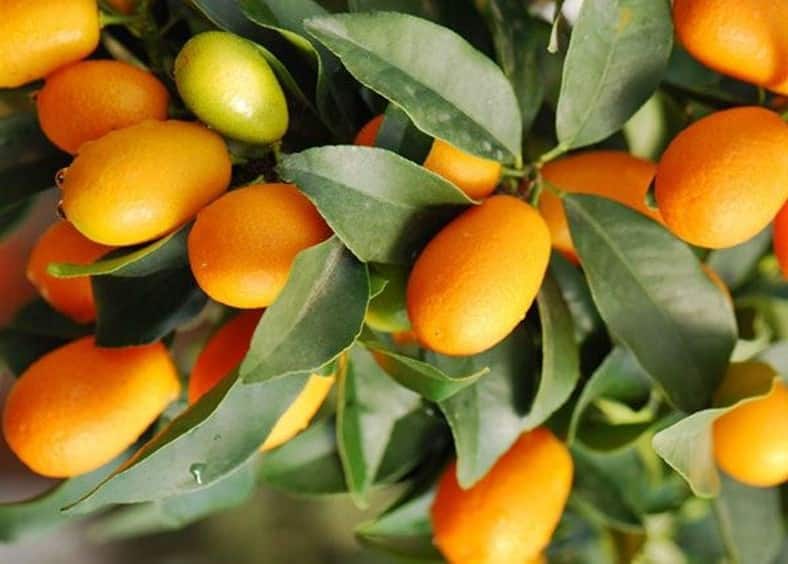 A laranja kinkan é ideal para doces e geleias. 