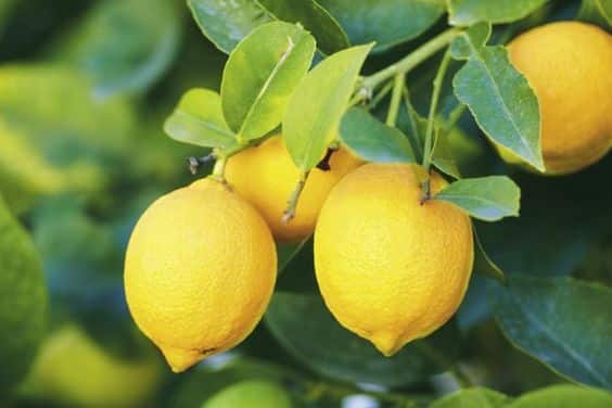 O limão siciliano é uma das melhores plantas frutíferas para vasos.