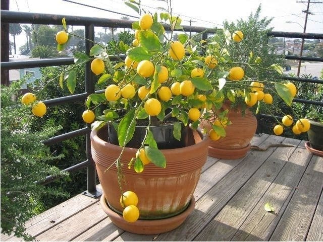 Vasos com plantas frutíferas no terraço.