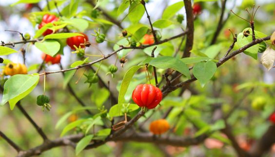A pitangueira é uma fruta que pode ser usado para fazer deliciosos sucos. 