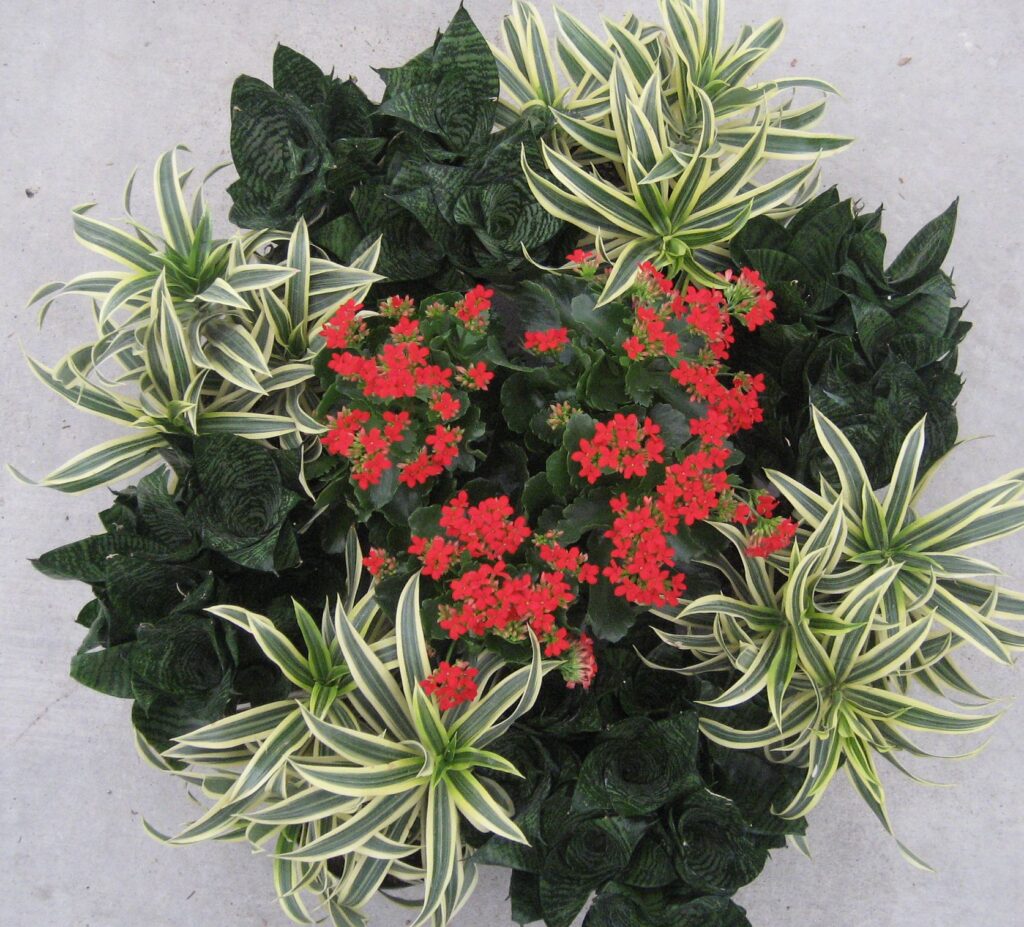 Folhagens em tons de verde escuro combinadas com Kalanchoe de flores vermelhas. 