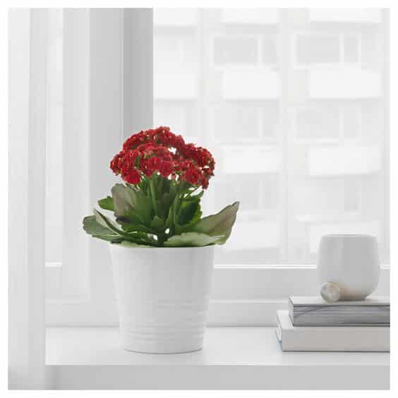 Ambiente totalmente branco com flor da fortuna vermelha, em destaque.
