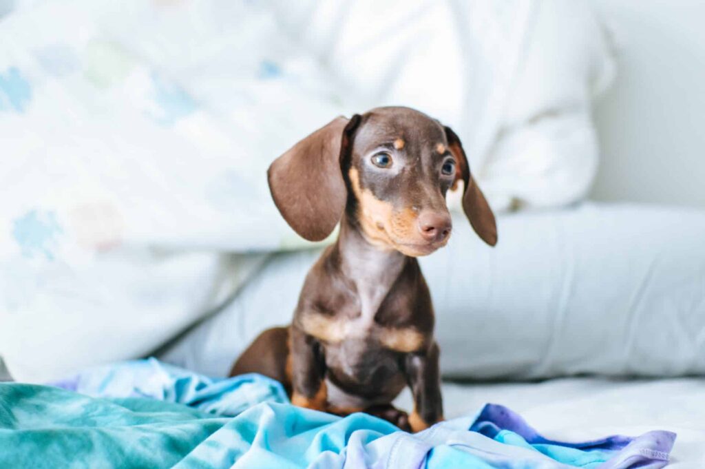 Pet de raça salsicha com coloração marrom, em cima de uma cama com lençol azul.