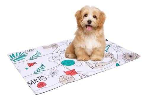 Cachorro em cima de um tapete higiênico mostrando que foi adestrado da forma correta.
